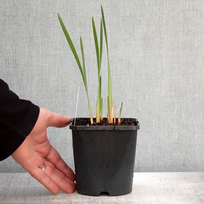 Lirio de Siberia Concord Crush - Iris sibirica Maceta 1,5L/2L Ejemplar entregado en la primavera