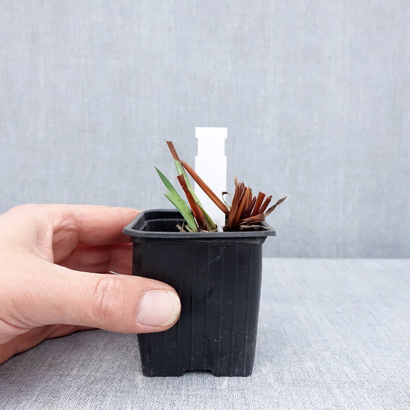 Lirio de Siberia Cool Spring - Iris sibirica Maceta de 8/9 cm Ejemplar entregado en la primavera