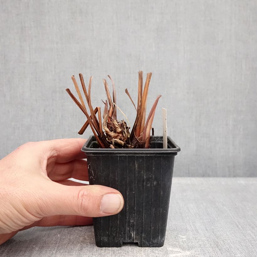 Lirio de Siberia Dance Ballerina Dance - Iris sibirica Maceta de 8/9 cm Ejemplar entregado en invierno