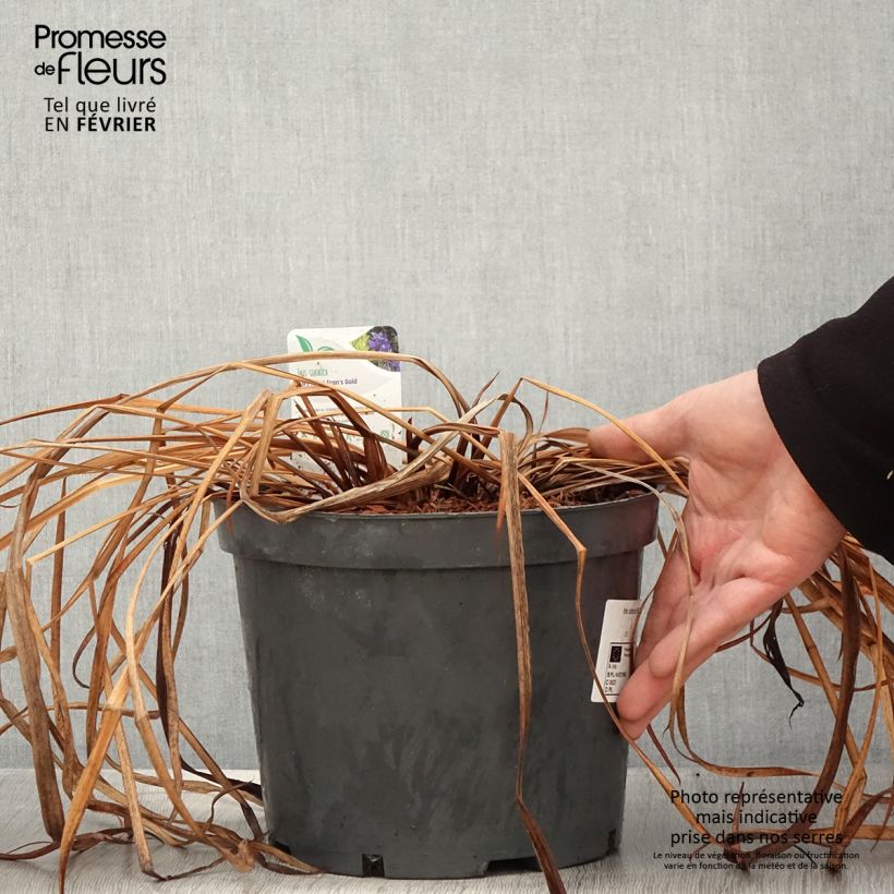 Lirio de Siberia Fran's gold - Iris sibirica Maceta 2L/3L Ejemplar entregado en invierno