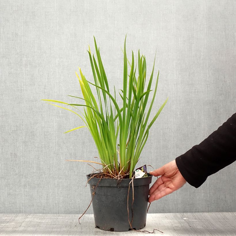 Lirio de Siberia Fran's gold - Iris sibirica Maceta 2L/3L Ejemplar entregado en la primavera