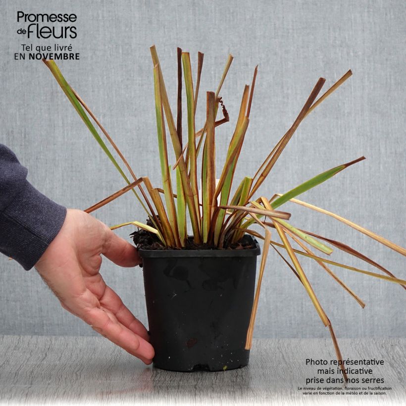Ejemplar de Lirio de Siberia Imperial Opal - Iris sibirica Maceta 1,5L/2L entregado en otoño
