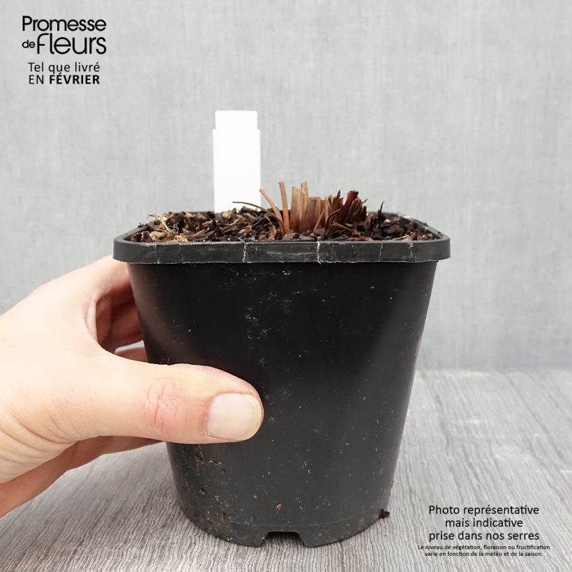 Lirio de Siberia Imperial Opal - Iris sibirica Maceta 1,5L/2L Ejemplar entregado en invierno