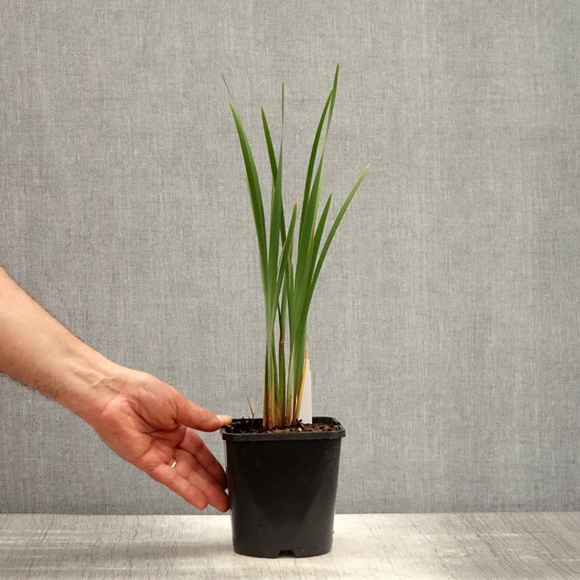 Lirio de Siberia Imperial Opal - Iris sibirica Maceta 1,5L/2L Ejemplar entregado en la primavera