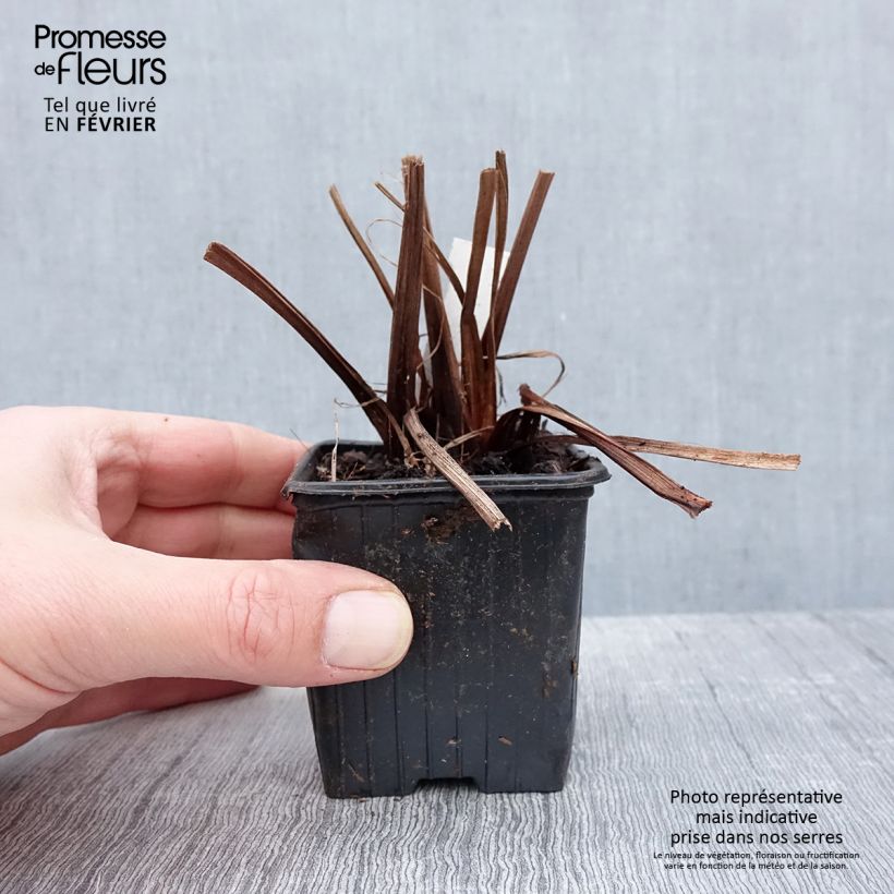 Lirio de Siberia Not Quite White - Iris sibirica Maceta de 8/9 cm Ejemplar entregado en invierno