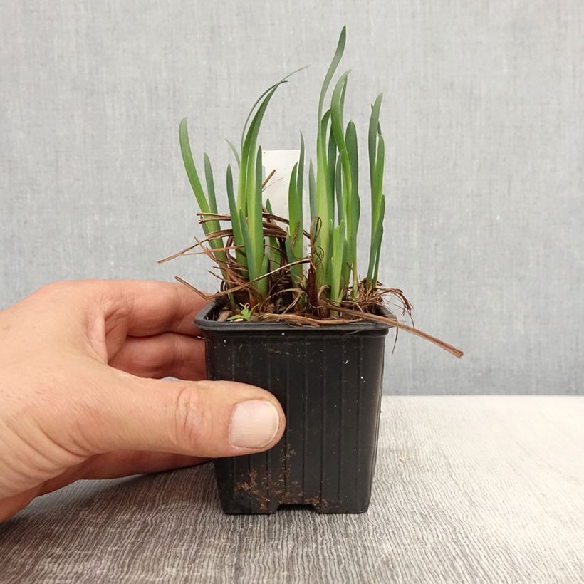 Lirio de Siberia Not Quite White - Iris sibirica Maceta de 8/9 cm Ejemplar entregado en la primavera