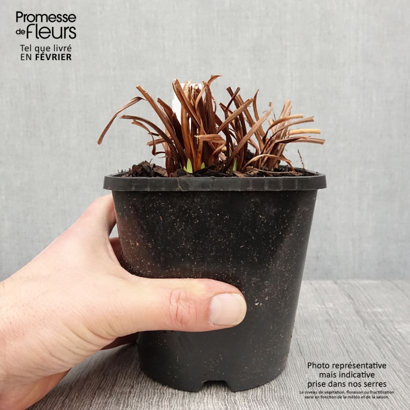 Lirio de Siberia Paprikash - Iris sibirica Maceta 1,5L/2L Ejemplar entregado en invierno