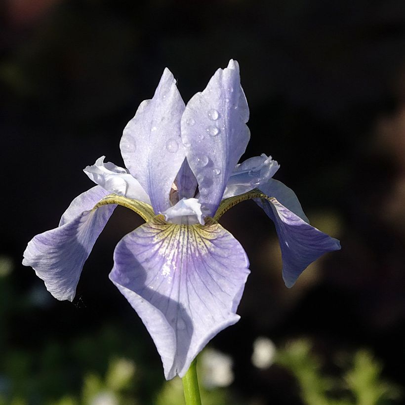 Lirio de Siberia Perry's Blue - Iris sibirica (Floración)