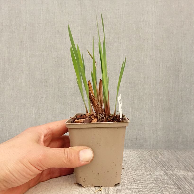 Lirio de Siberia Persimmon - Iris sibirica Maceta de 8/9 cm Ejemplar entregado en la primavera