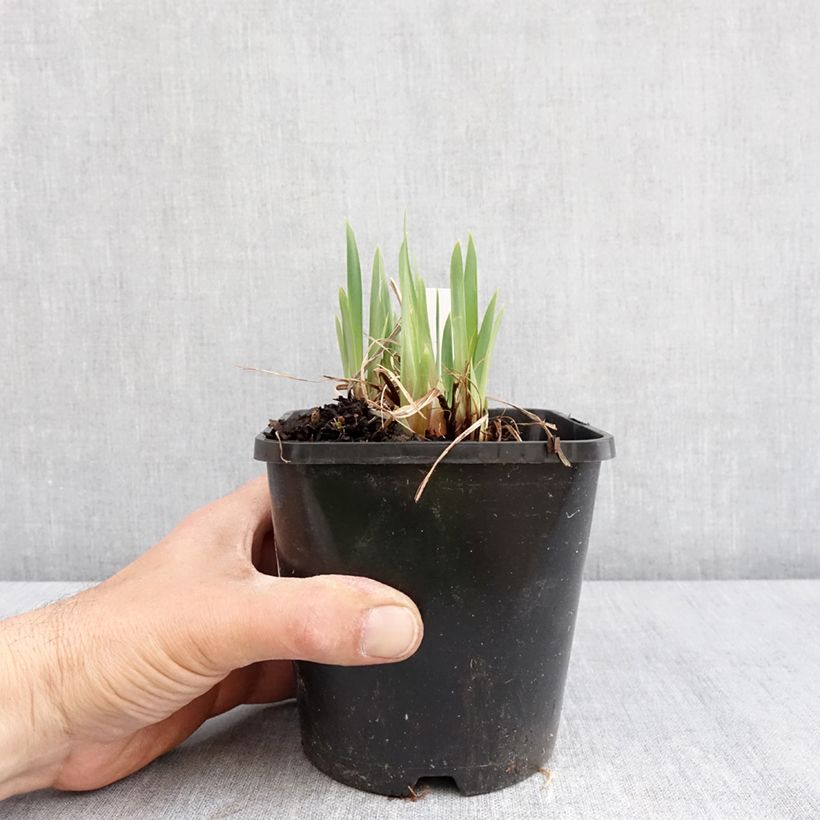 Lirio de Siberia Pink Parfait - Iris sibirica Maceta 1,5L/2L Ejemplar entregado en la primavera