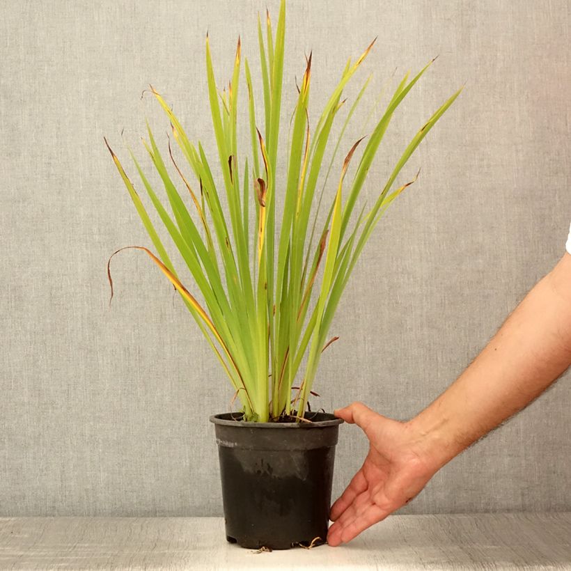 Ejemplar de Lirio de Siberia Purplelicious - Iris sibirica Maceta 2L/3L entregado en verano