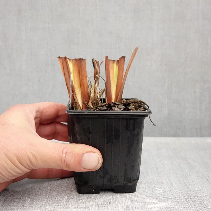 Ejemplar de Iris sibirica Snow Crest - Lirio de Siberia Maceta de 8/9 cm entregado en otoño