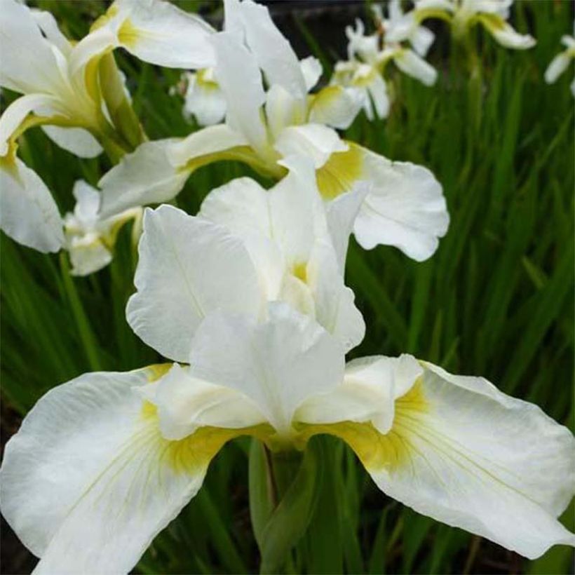 Lirio de Siberia Snow Queen - Iris sibirica (Floración)