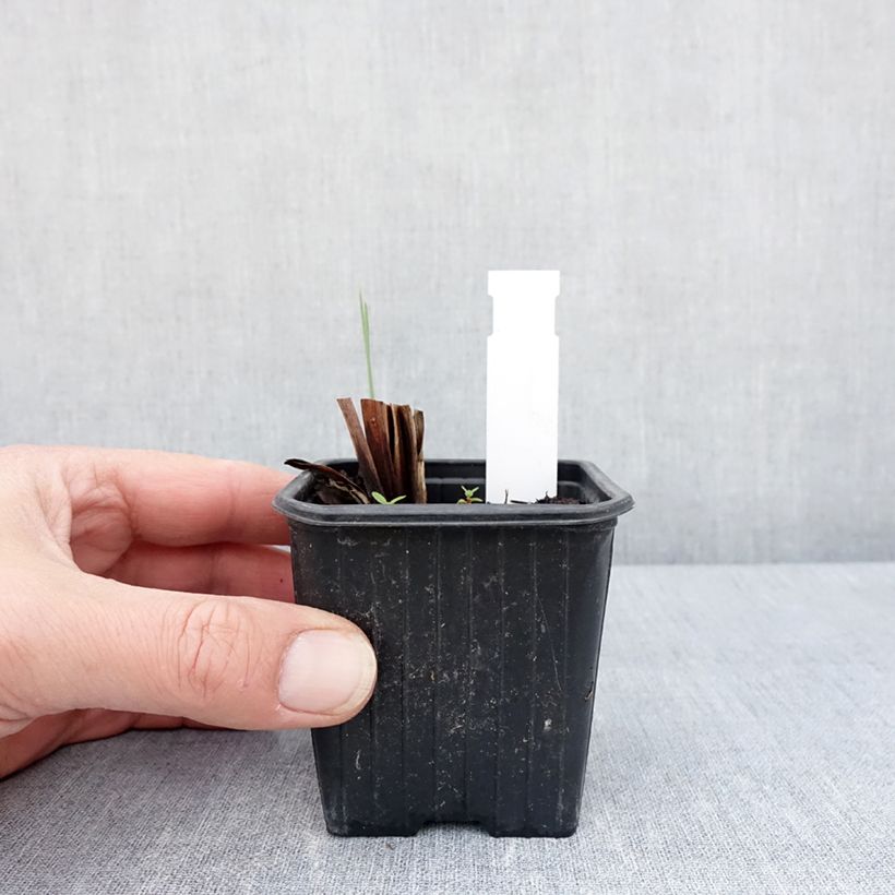 Lirio de Siberia Weisser Orient - Iris sibirica Maceta de 8/9 cm Ejemplar entregado en la primavera