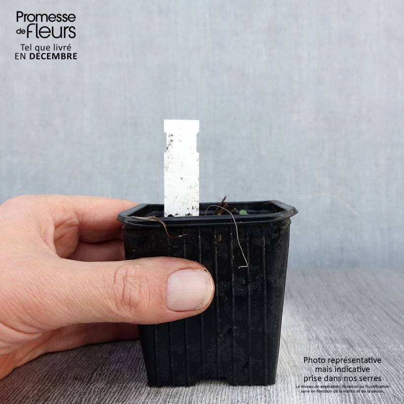 Iris de tejado - Iris tectorum Maceta de 8/9 cm Ejemplar entregado en invierno