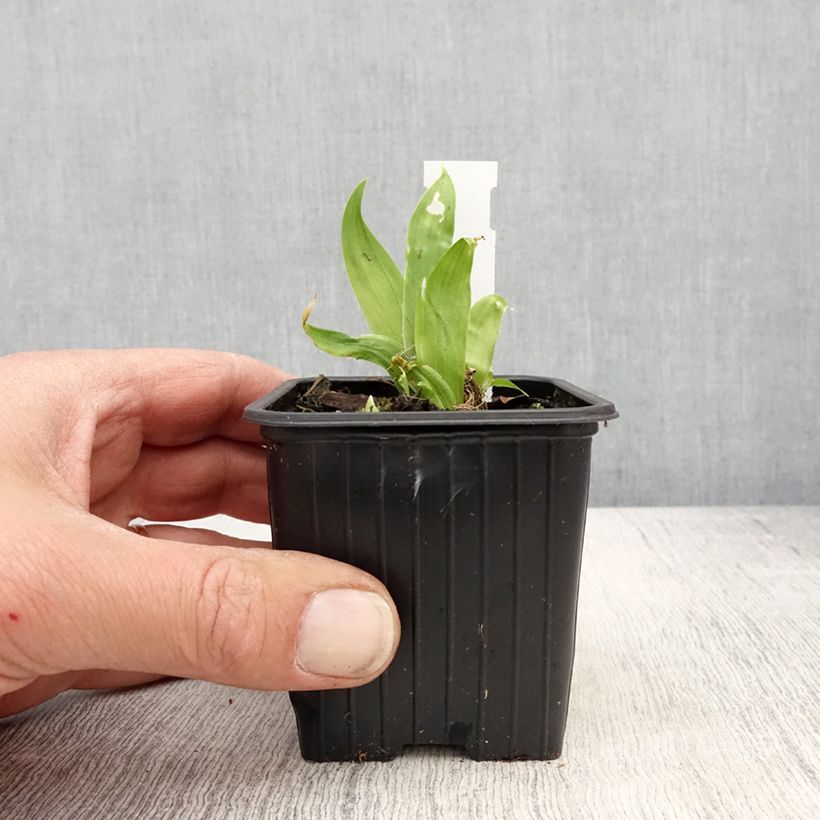 Iris de tejado - Iris tectorum Maceta de 8/9 cm Ejemplar entregado en la primavera