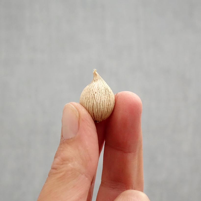 Ejemplar de Iris winogradowii Bulbo calibre 5+ entregado en otoño