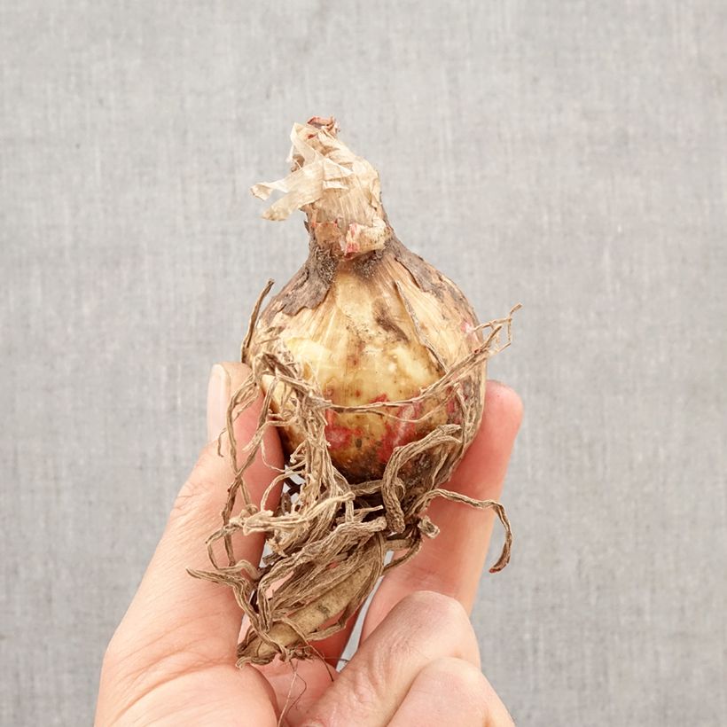 Hymenocallis festalis White - Lirio araña Bulbo calibre 16+ Ejemplar entregado en la primavera