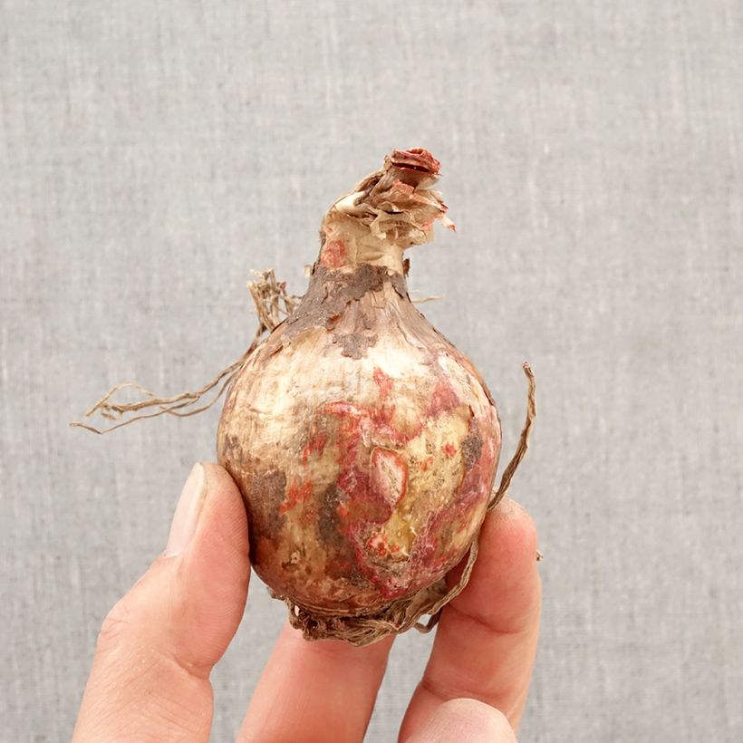 Hymenocallis festalis Zwanenburg - Lirio araña Bulbo calibre 14+ Ejemplar entregado en la primavera