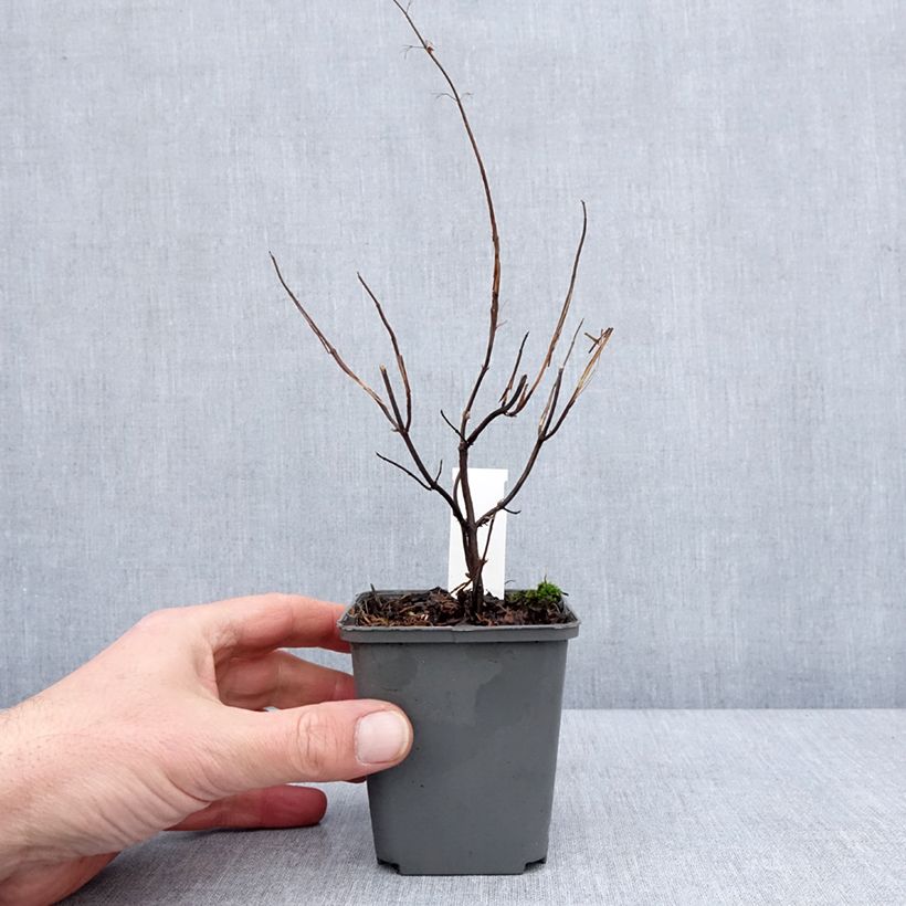 Isodon effusus Maceta de 8/9 cm Ejemplar entregado en invierno