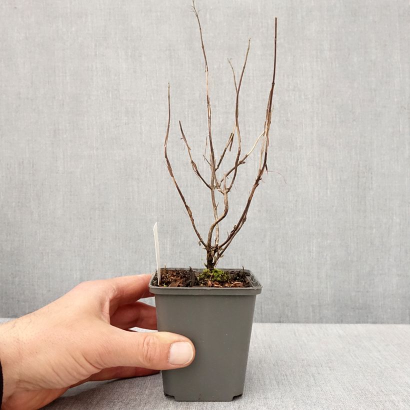 Isodon effusus Maceta de 8/9 cm Ejemplar entregado en la primavera