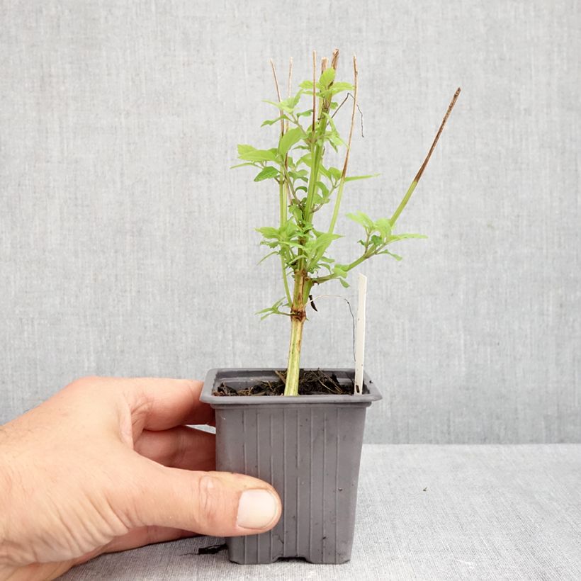 Ejemplar de Isodon longituba Maceta de 8/9 cm entregado en otoño