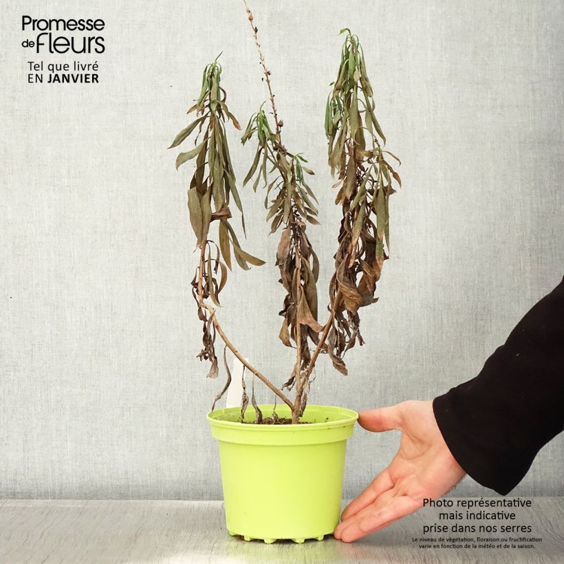 Isoplexis isabelliana Bella Maceta 2L/3L Ejemplar entregado en invierno