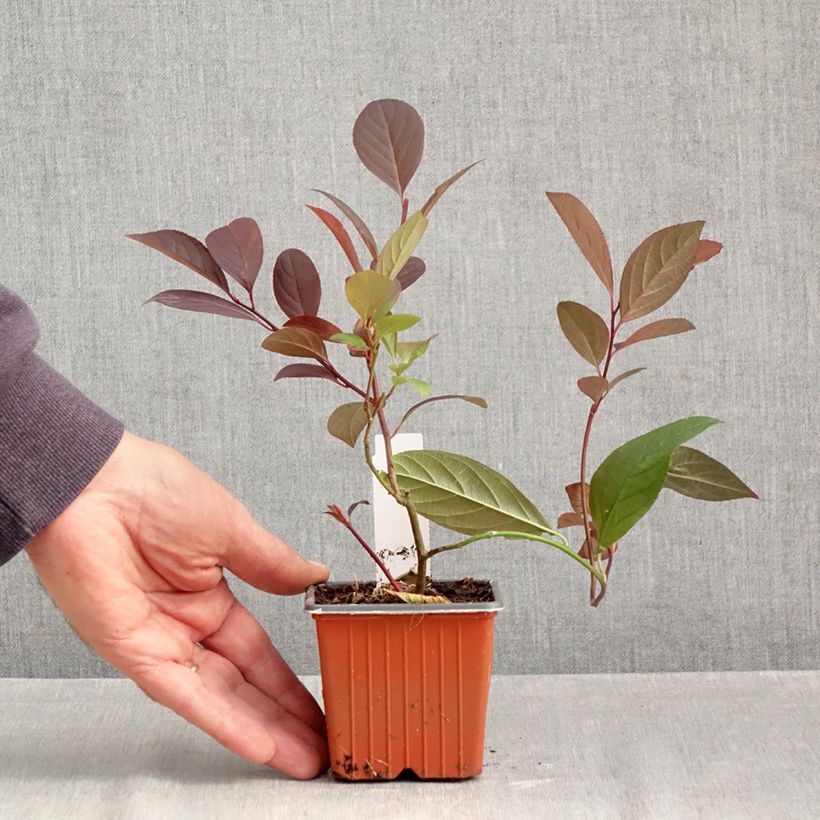 Ejemplar de Itea virginica Henry's Garnet Maceta de 8/9 cm entregado en otoño