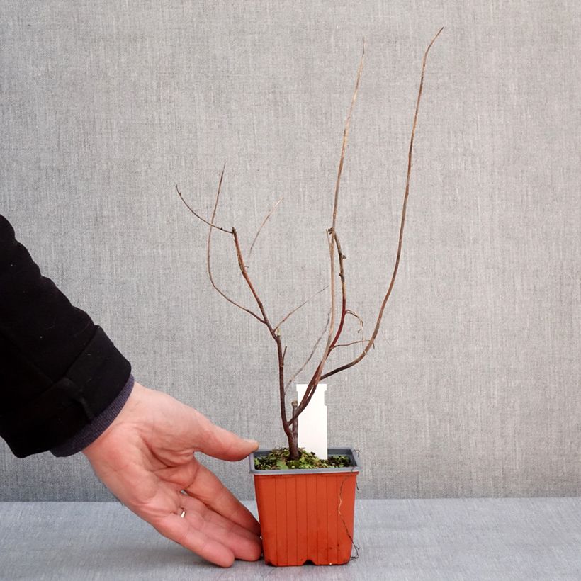 Itea virginica Henry's Garnet Maceta de 8/9 cm Ejemplar entregado en invierno