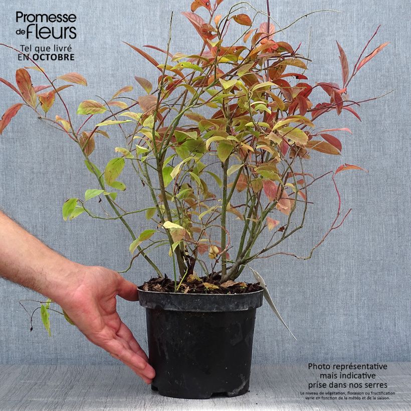 Ejemplar de Itea virginica Henry's Garnet Maceta 2L/3L entregado en otoño