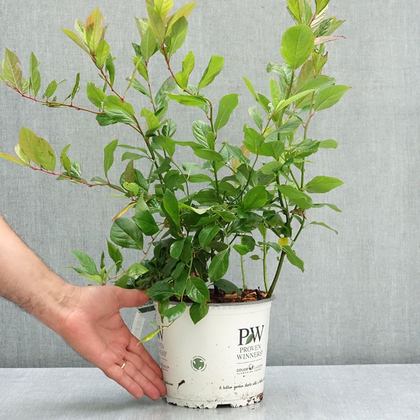 Ejemplar de Itea virginica Scentlandia Maceta 4L/5L entregado en verano