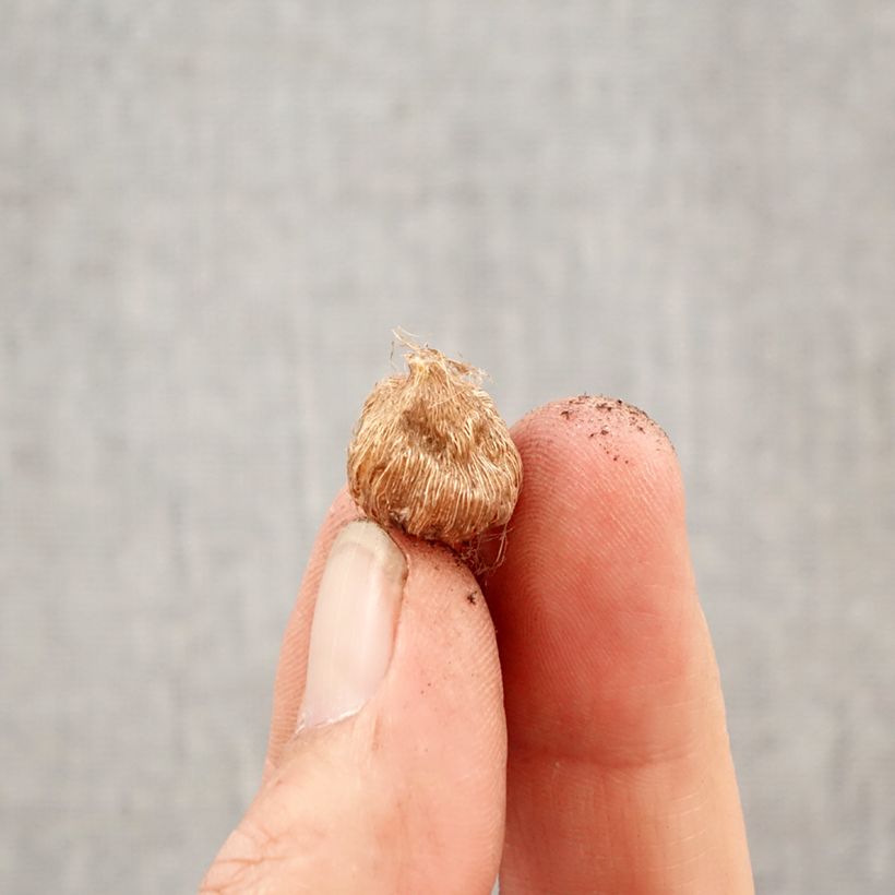 Ixia Hogarth Bulbo calibre 5+ Ejemplar entregado en la primavera