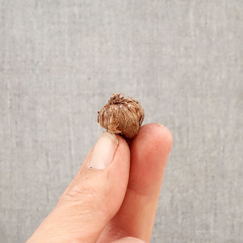 Ixia paniculata Eos Bulbo calibre 5+ Ejemplar entregado en la primavera