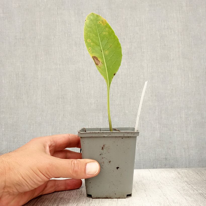 Ejemplar de Jaborosa integrifolia Maceta de 8/9 cm entregado en verano