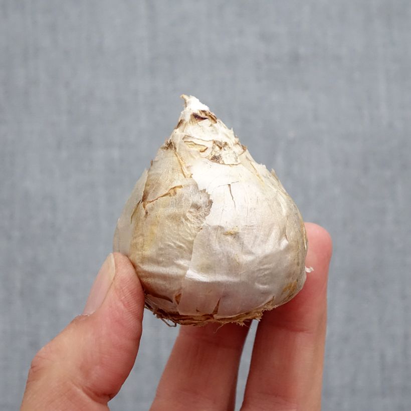 Ejemplar de Jacinto City of Harleem - Jacinto fragante Bulbo calibre 17+ entregado en otoño