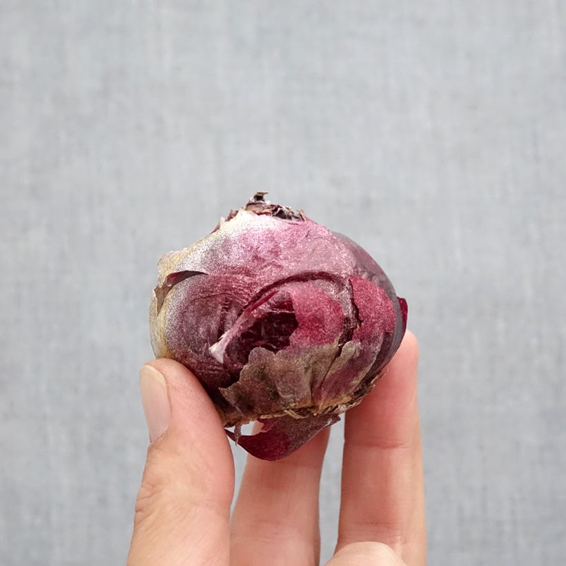 Ejemplar de Jacinto Delft Blue - Jacinto fragante Bulbo calibre 19+ entregado en otoño