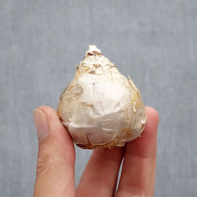 Ejemplar de Jacinto Top White - Jacinto fragante Bulbo calibre 18 entregado en otoño