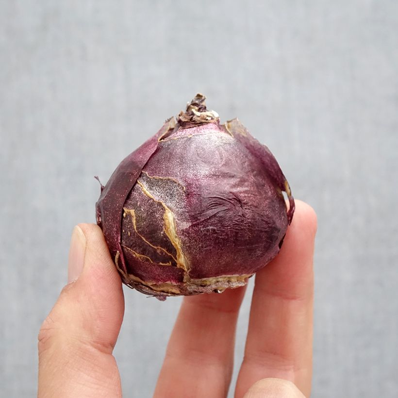 Ejemplar de Jacinto Fondant - Jacinto fragante Bulbo calibre 19+ entregado en otoño
