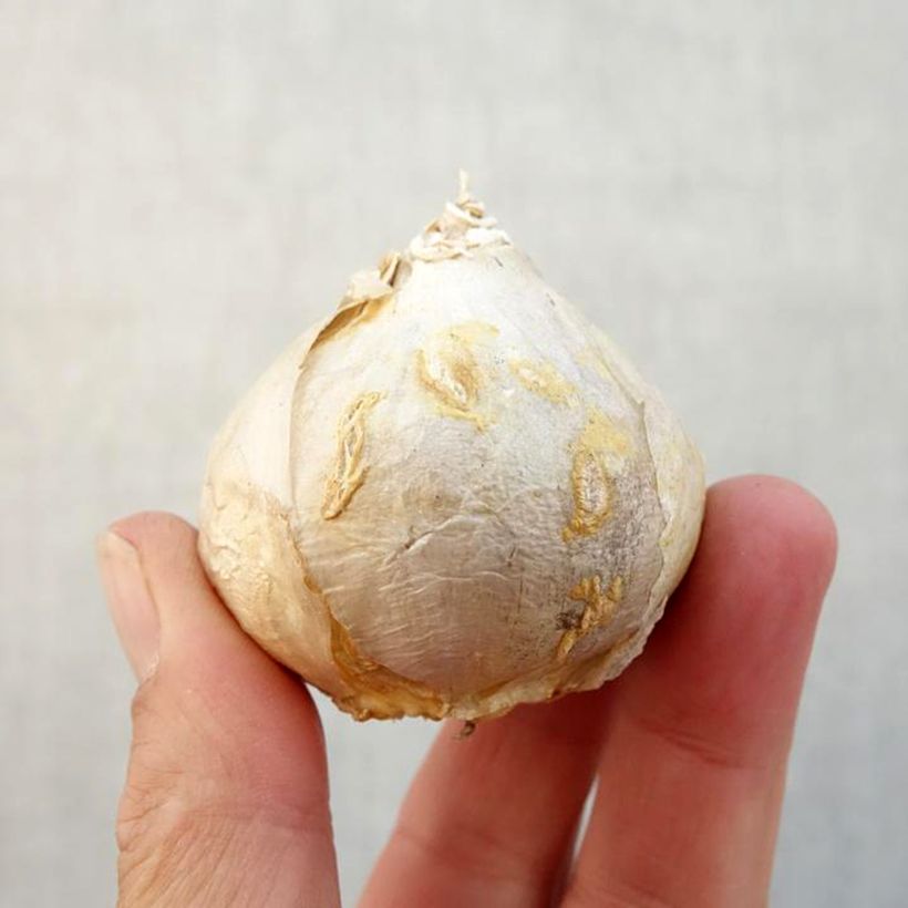 Ejemplar de Jacinto Fondant (forzada) - Jacinto fragante Bulbo calibre 17+ entregado en otoño