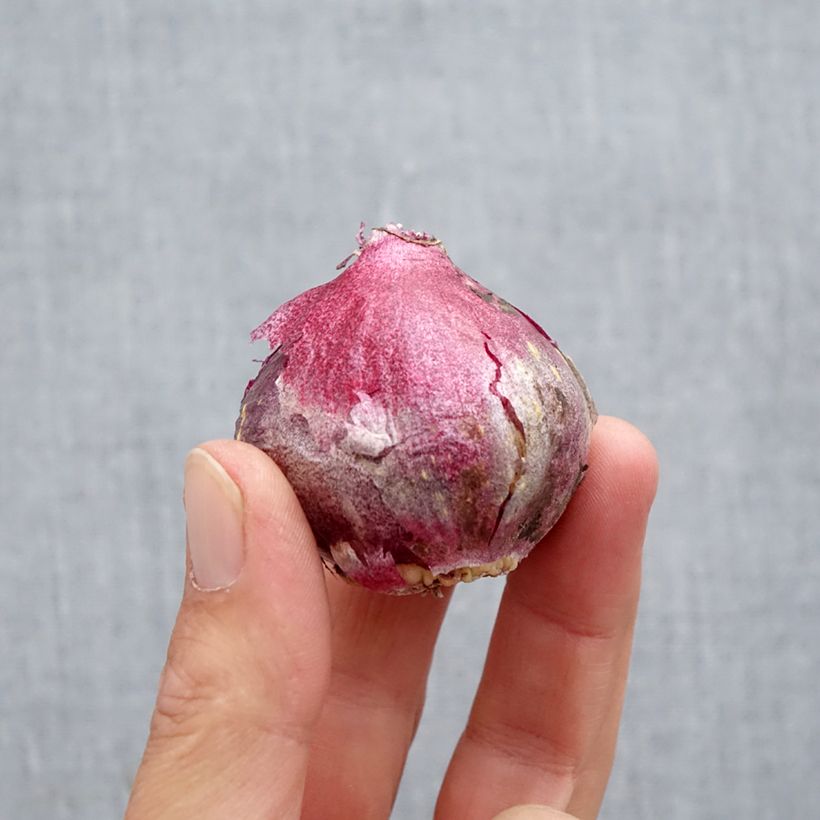 Ejemplar de Hyacinthus Midnight Sky - Jacinto fragante Bulbo calibre 14/15 entregado en otoño