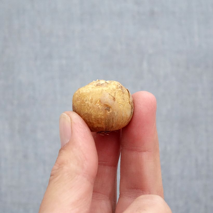 Ejemplar de Jacinto de los bosques - Hyacinthoides hispanica Mix Bulbo calibre 10+ entregado en otoño