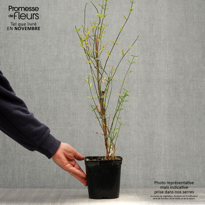 Ejemplar de Jazmín rojo - Jasminum beesianum Maceta 2L/3L entregado en otoño