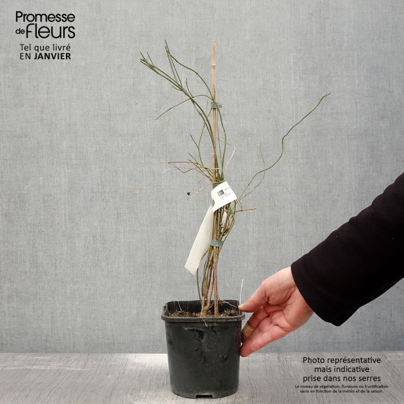 Jazmín rojo - Jasminum beesianum Maceta 2L/3L Ejemplar entregado en invierno