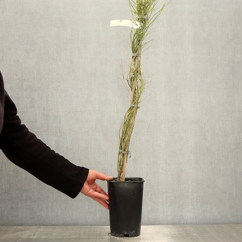 Jazmín rojo - Jasminum beesianum Maceta 2L/3L Ejemplar entregado en la primavera