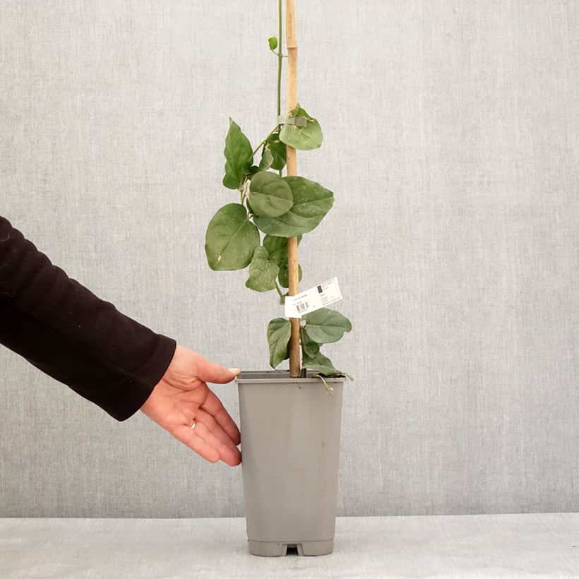 Jazmín de Arabia - Jasminum sambac Maceta 2L/3L Ejemplar entregado en invierno