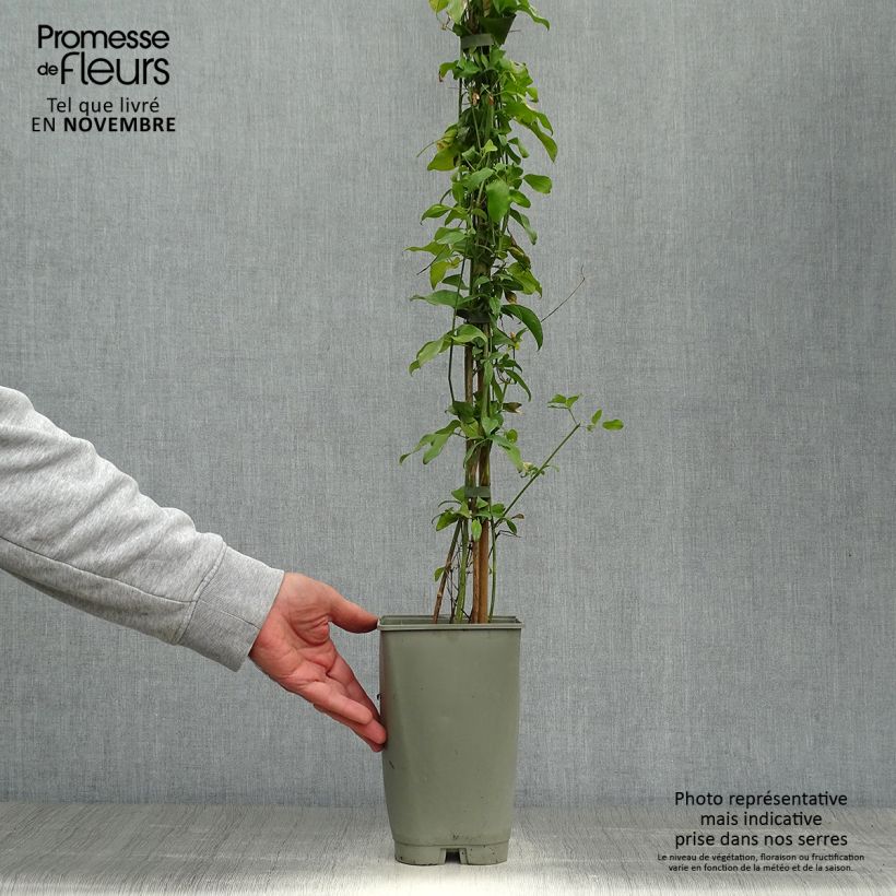 Ejemplar de Jazmín de las Azores - Jasminum azoricum Maceta 2L/3L entregado en otoño