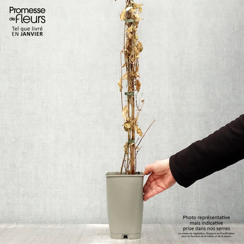 Jazmín de las Azores - Jasminum azoricum Maceta 2L/3L Ejemplar entregado en invierno