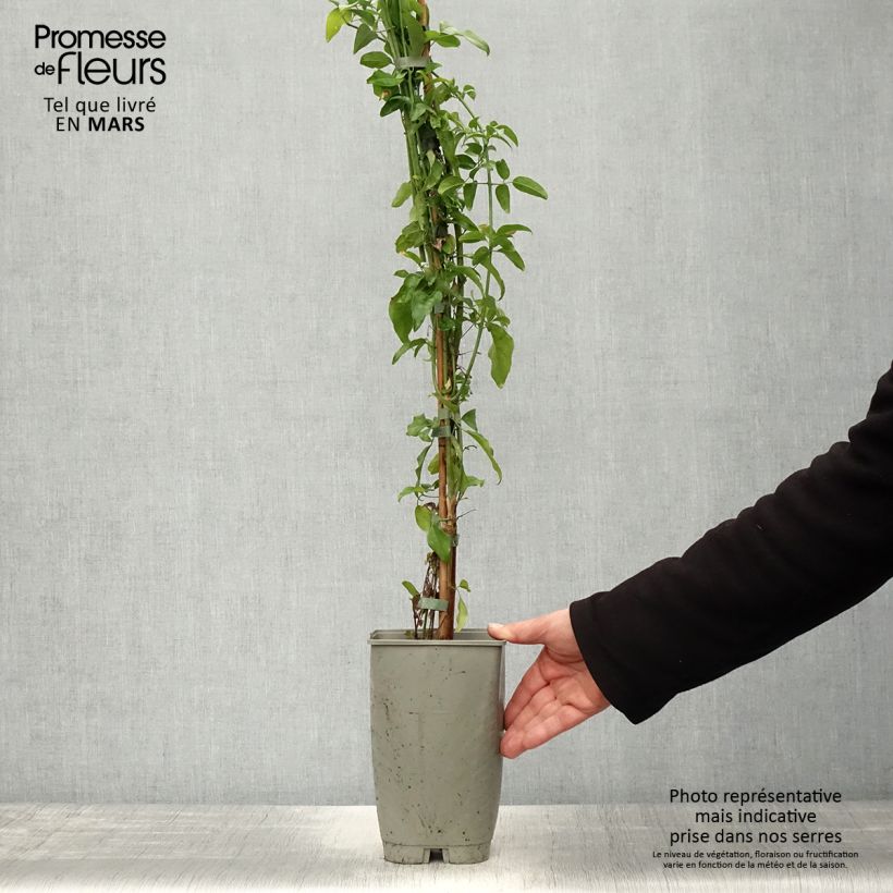 Jazmín de las Azores - Jasminum azoricum Maceta 2L/3L Ejemplar entregado en la primavera