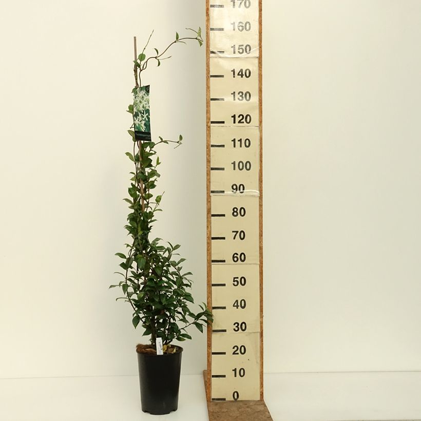 Ejemplar de Jazmín de leche - Trachelospermum jasminoides Maceta 4L/5L entregado en verano