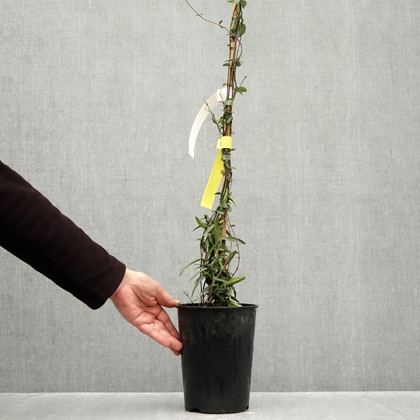 Ejemplar de Jazmín de leche Waterwheel Maceta 3L/4L entregado en otoño